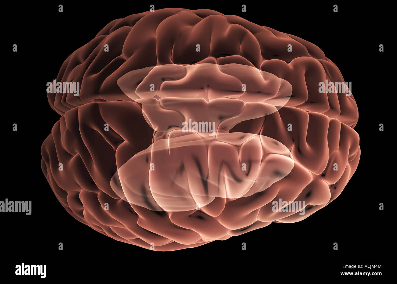 Brainstem nuclei hi-res stock photography and images - Alamy