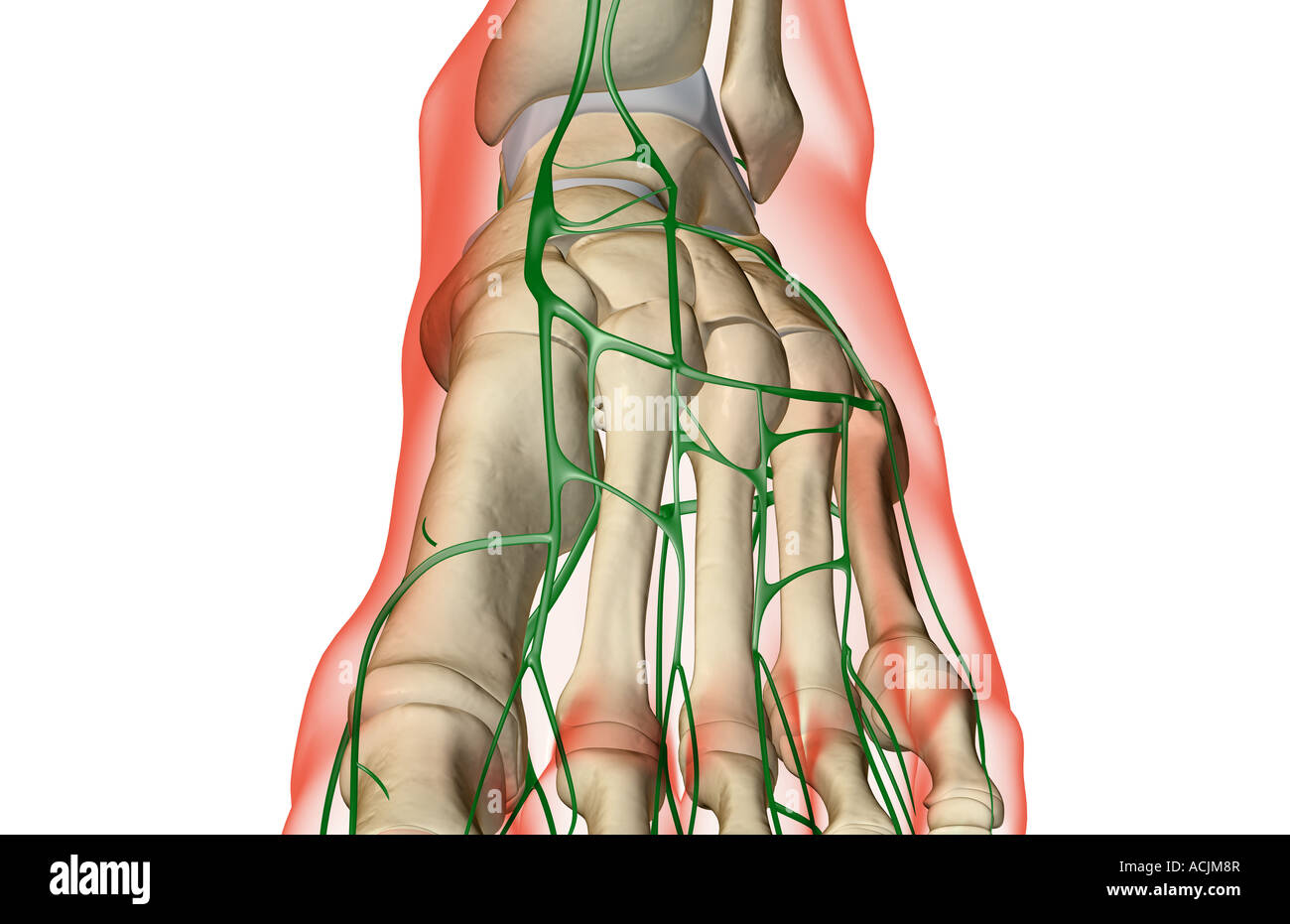 Lymph nodes in feet