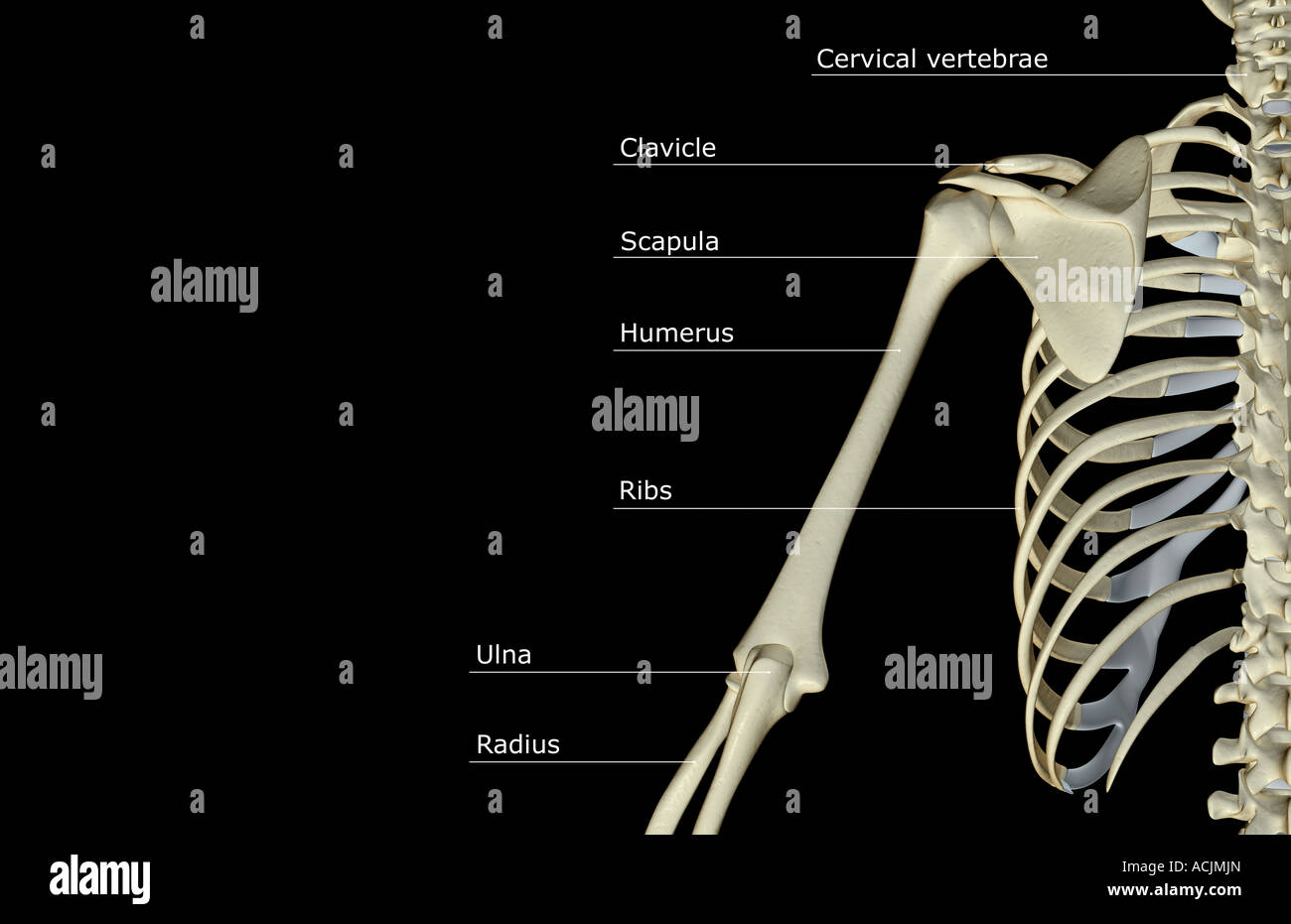 The bones of the shoulder and upper arm Stock Photo Alamy