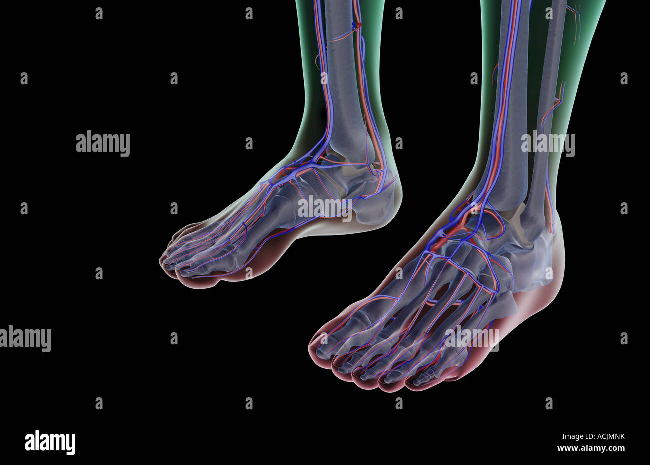 The blood supply of the feet Stock Photo
