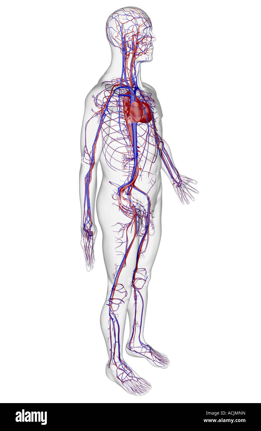 The vascular system Stock Photo