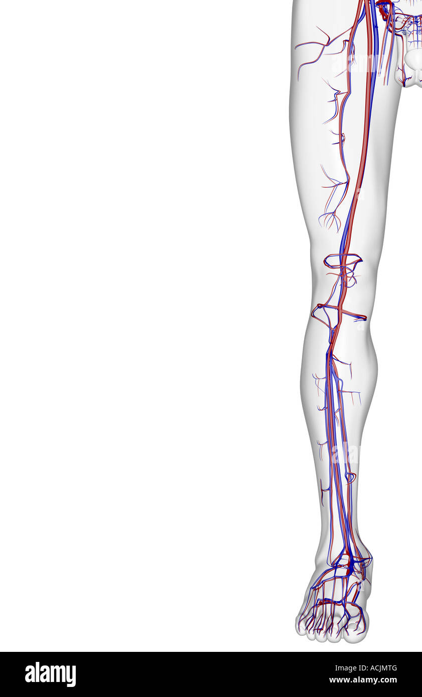 Leg Blood Vessels High Resolution Stock Photography and Images Alamy