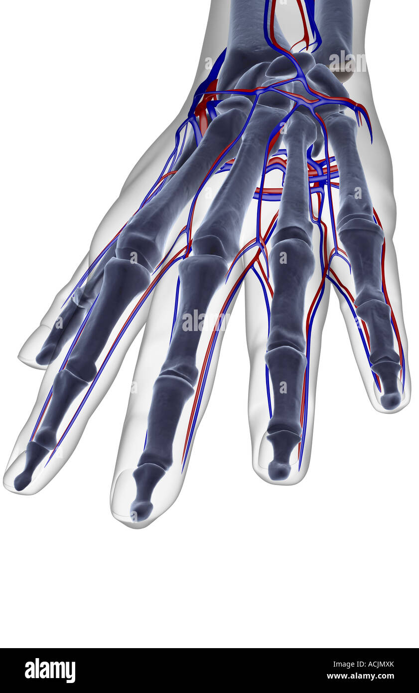 The blood supply of the hand Stock Photo