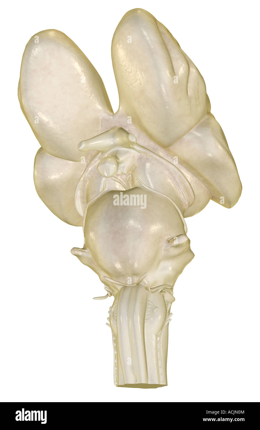Cranial nerve nuclei High Resolution Stock Photography and Images - Alamy