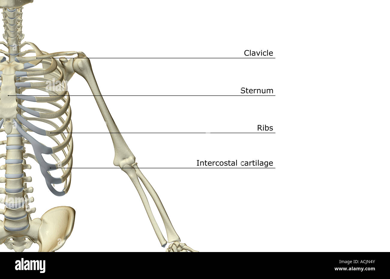 The bones of the upper limb Stock Photo Alamy