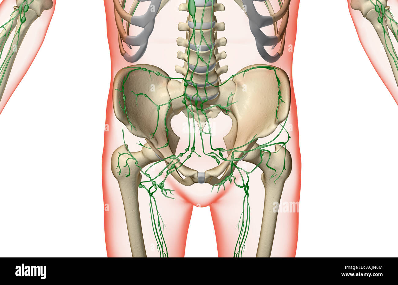 The lymph supply of the pelvis and lower limbs Stock Photo
