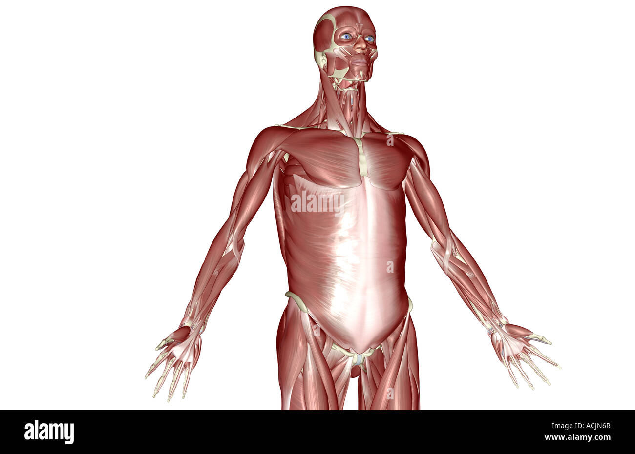 Upper body muscles diagram