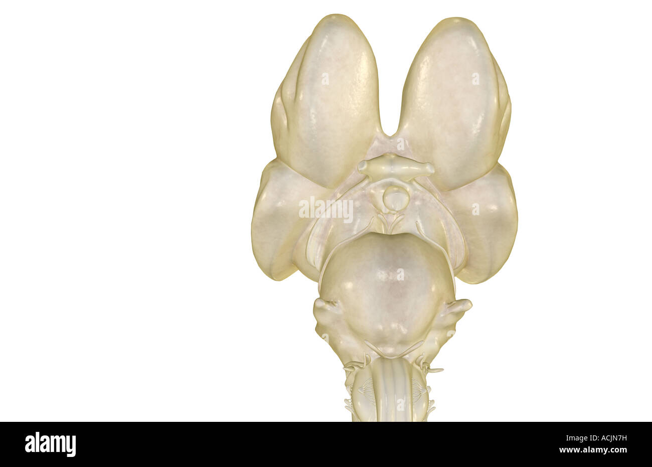 Abducens High Resolution Stock Photography and Images - Alamy