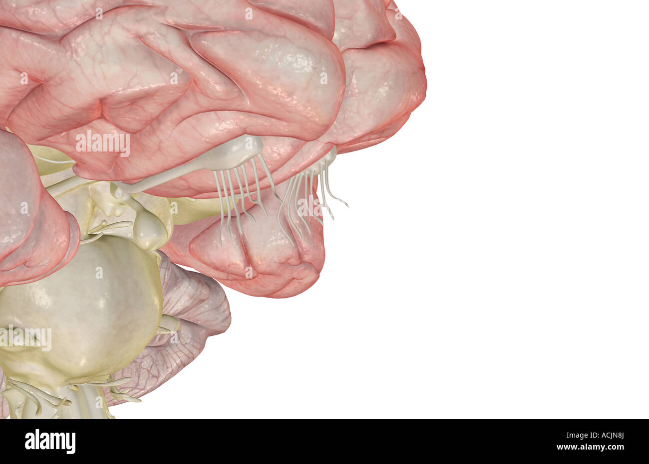 Olfactory bulb hires stock photography and images Alamy