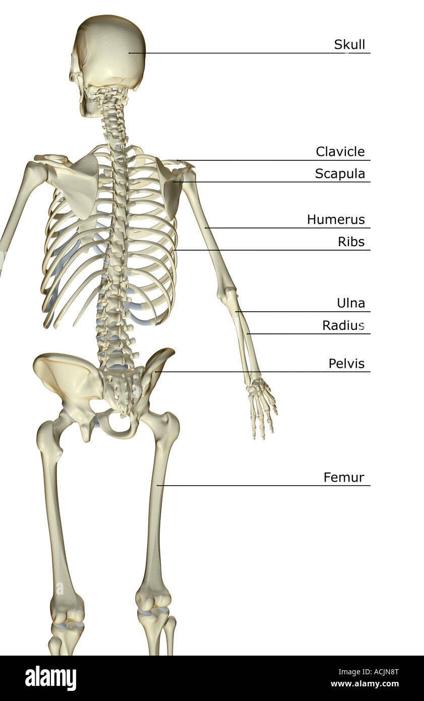 Upper body bones hi-res stock photography and images - Alamy