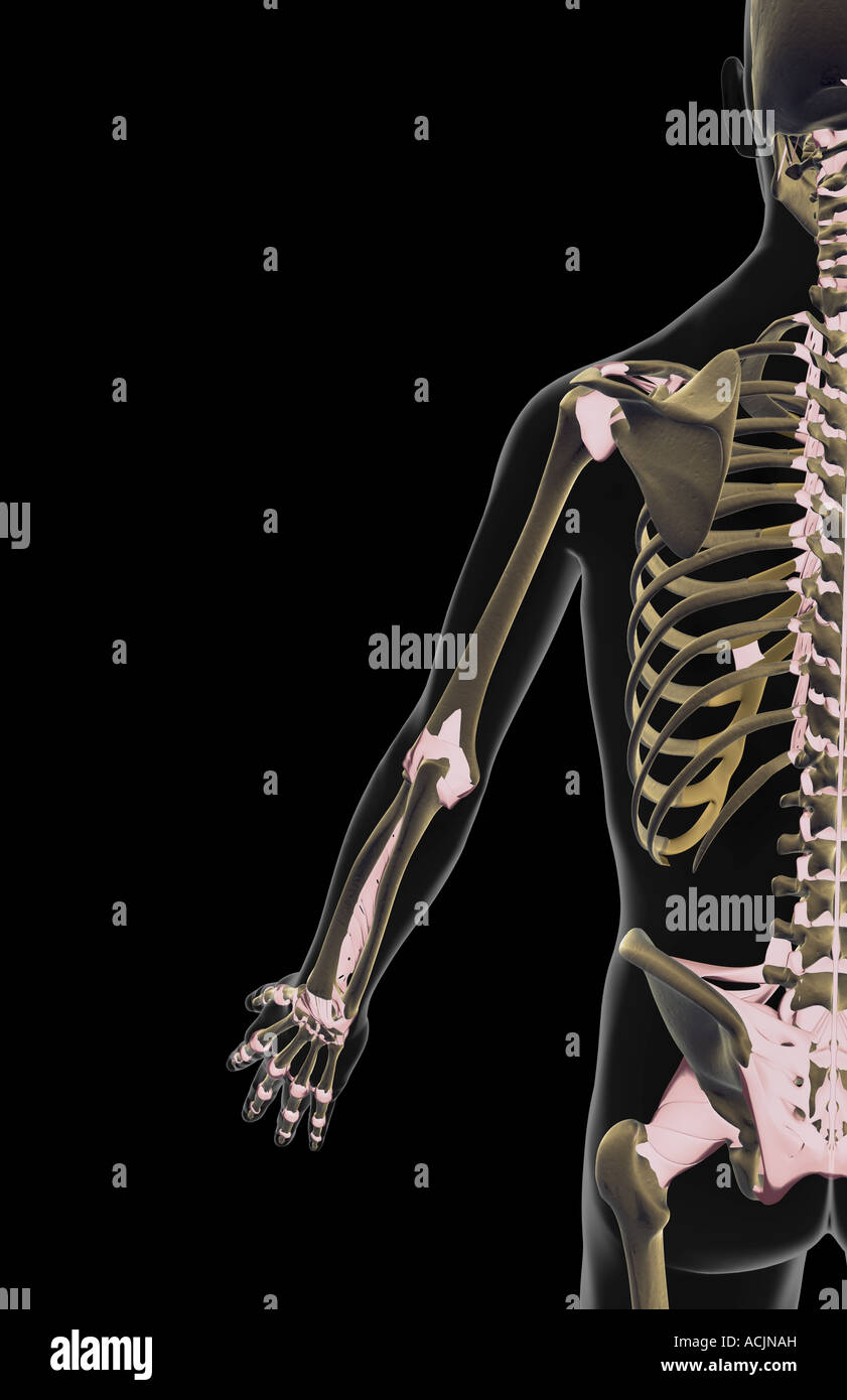 The ligaments of the upper limb Stock Photo