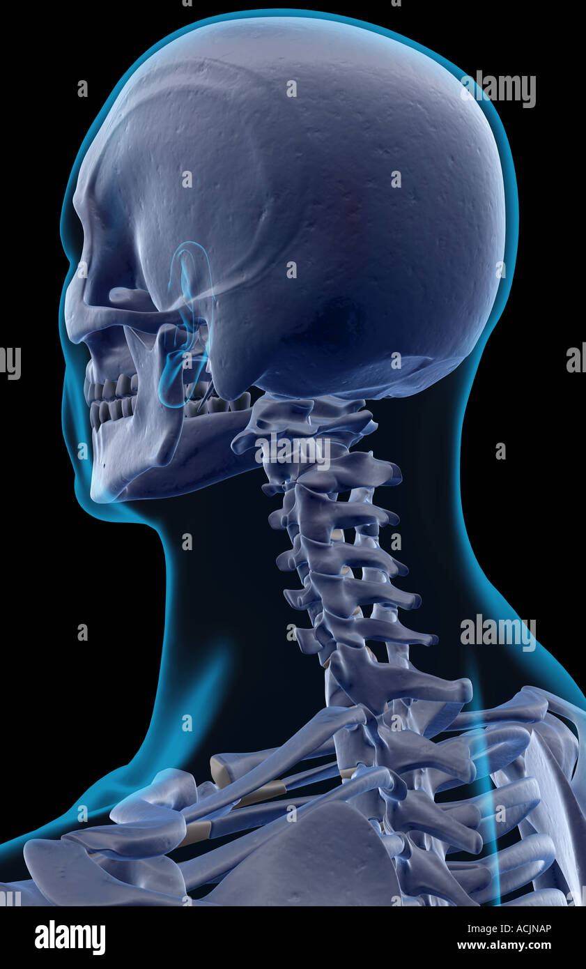 The bones of the head and neck Stock Photo