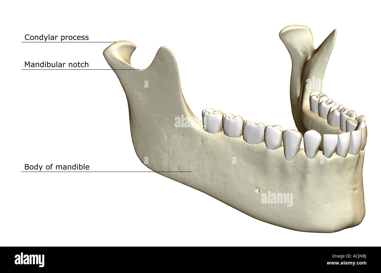 The jaw bone Stock Photo