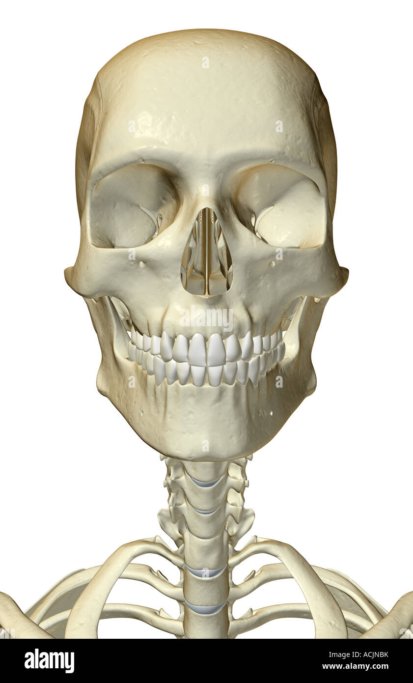 The Bones Of The Head Neck And Face Stock Photo Alamy