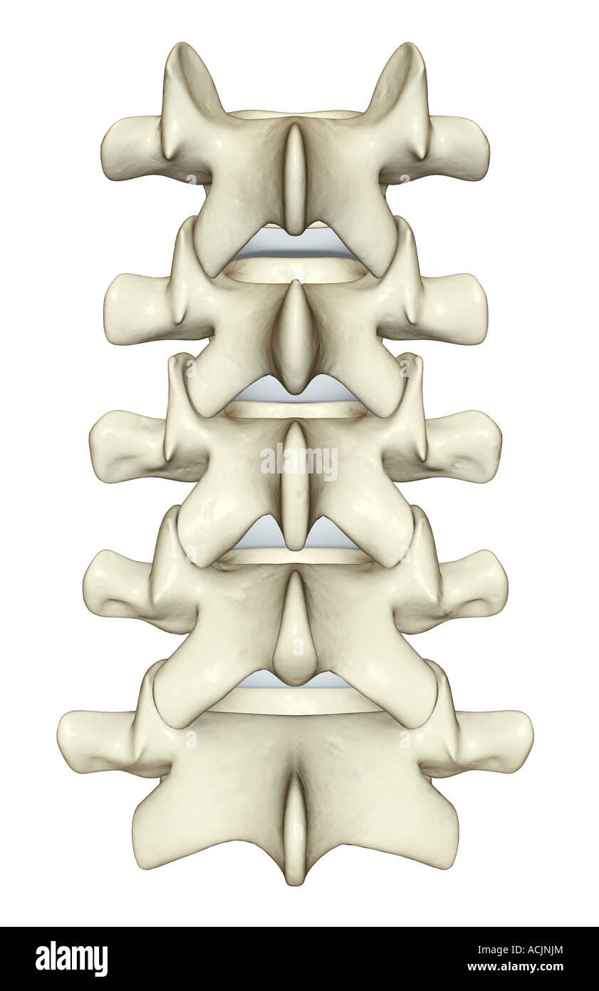 The lumbar vertebrae Stock Photo Alamy