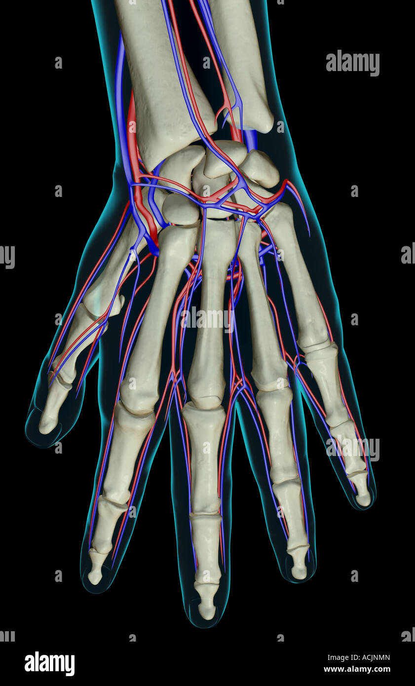 The blood supply of the hand Stock Photo
