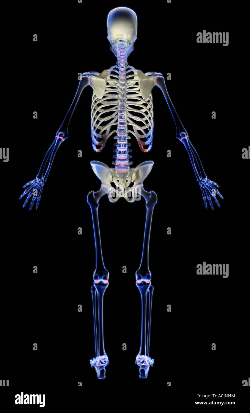 The skeletal system Stock Photo - Alamy