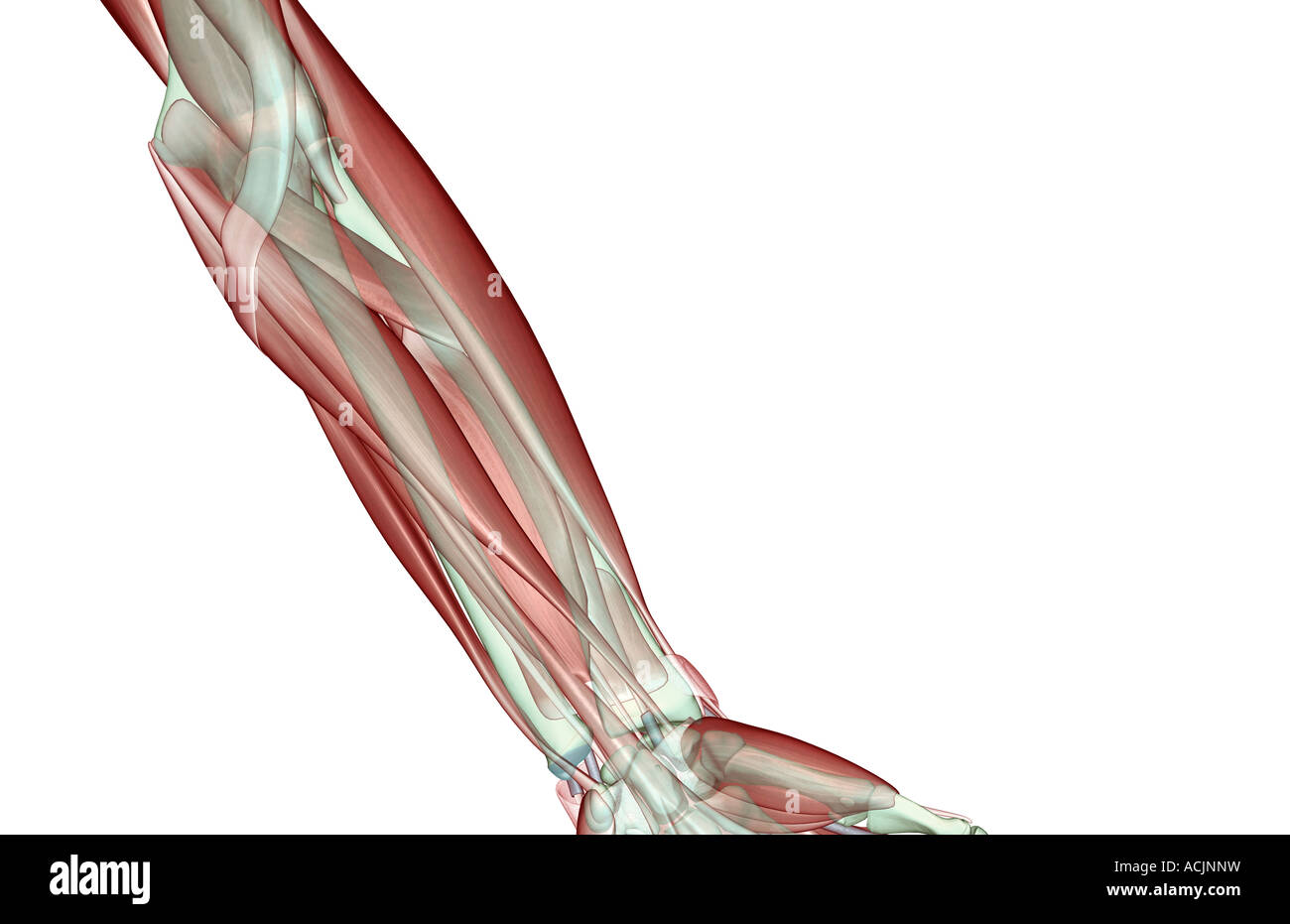 Forearm musculoskeleton Stock Photo