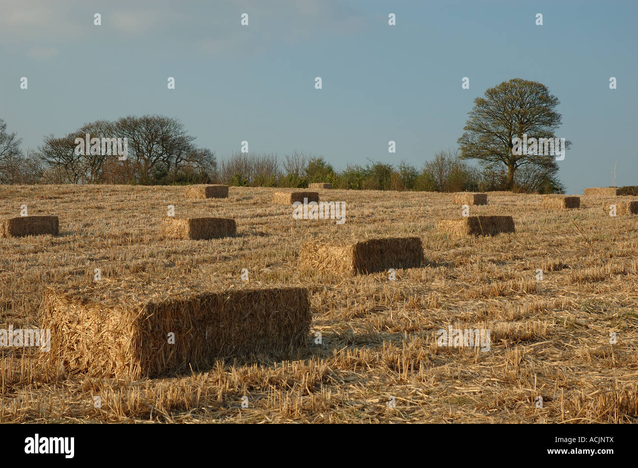 bales of elephant grass, miscanthus, Coton, Northamptonshire, England Stock Photo