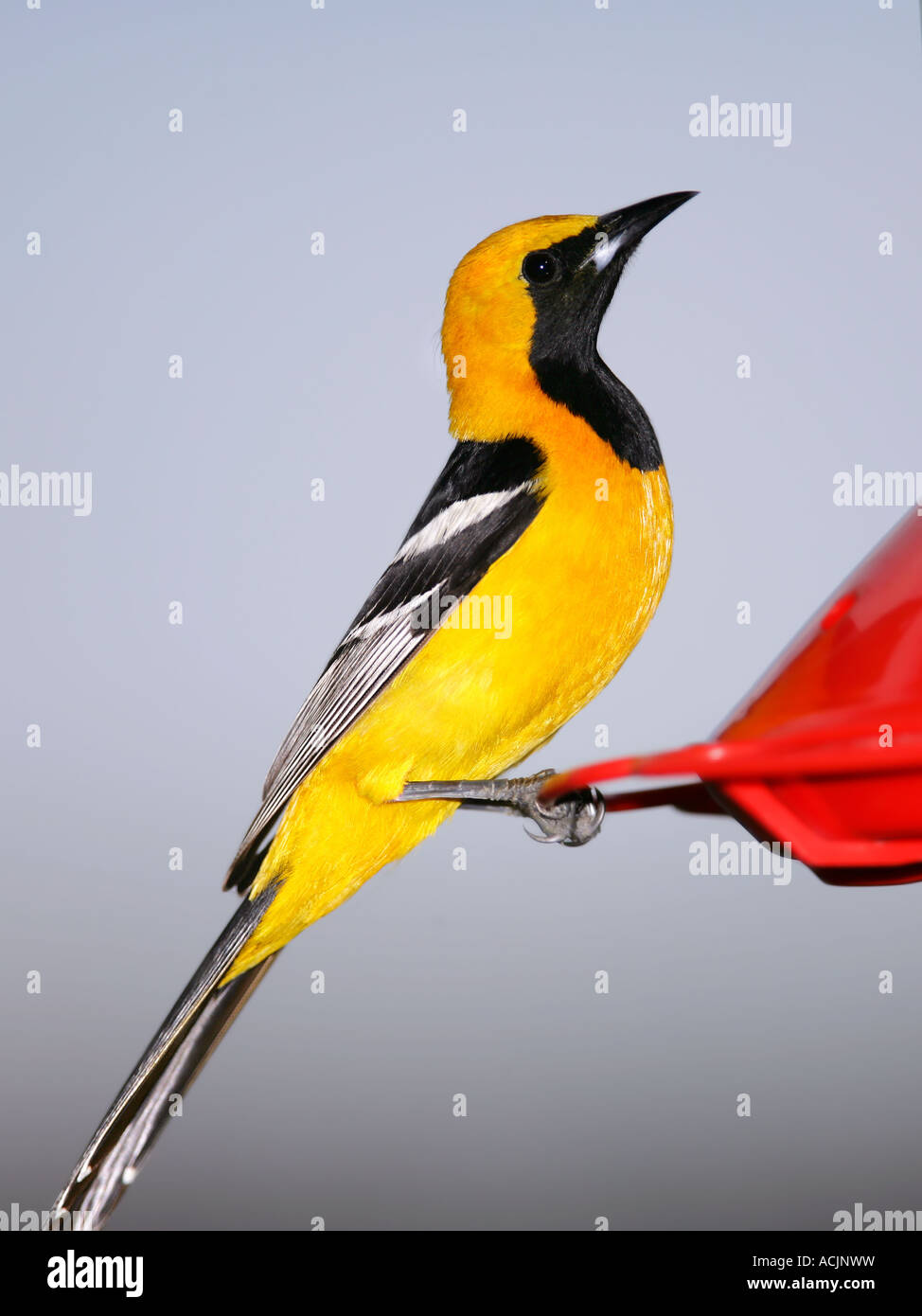 A male Hooded Oriole perching on a feeder Stock Photo