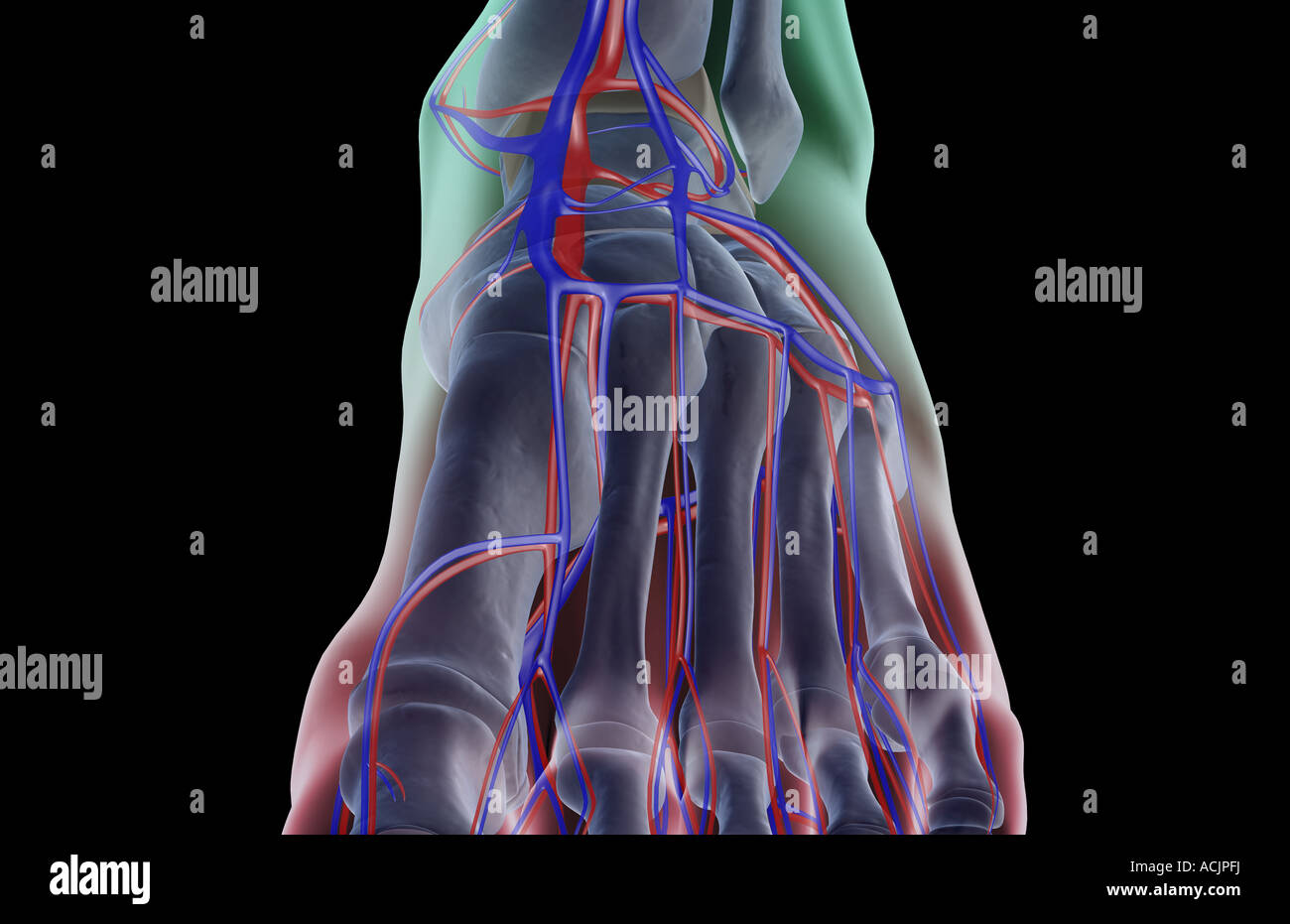 The blood supply of the foot Stock Photo