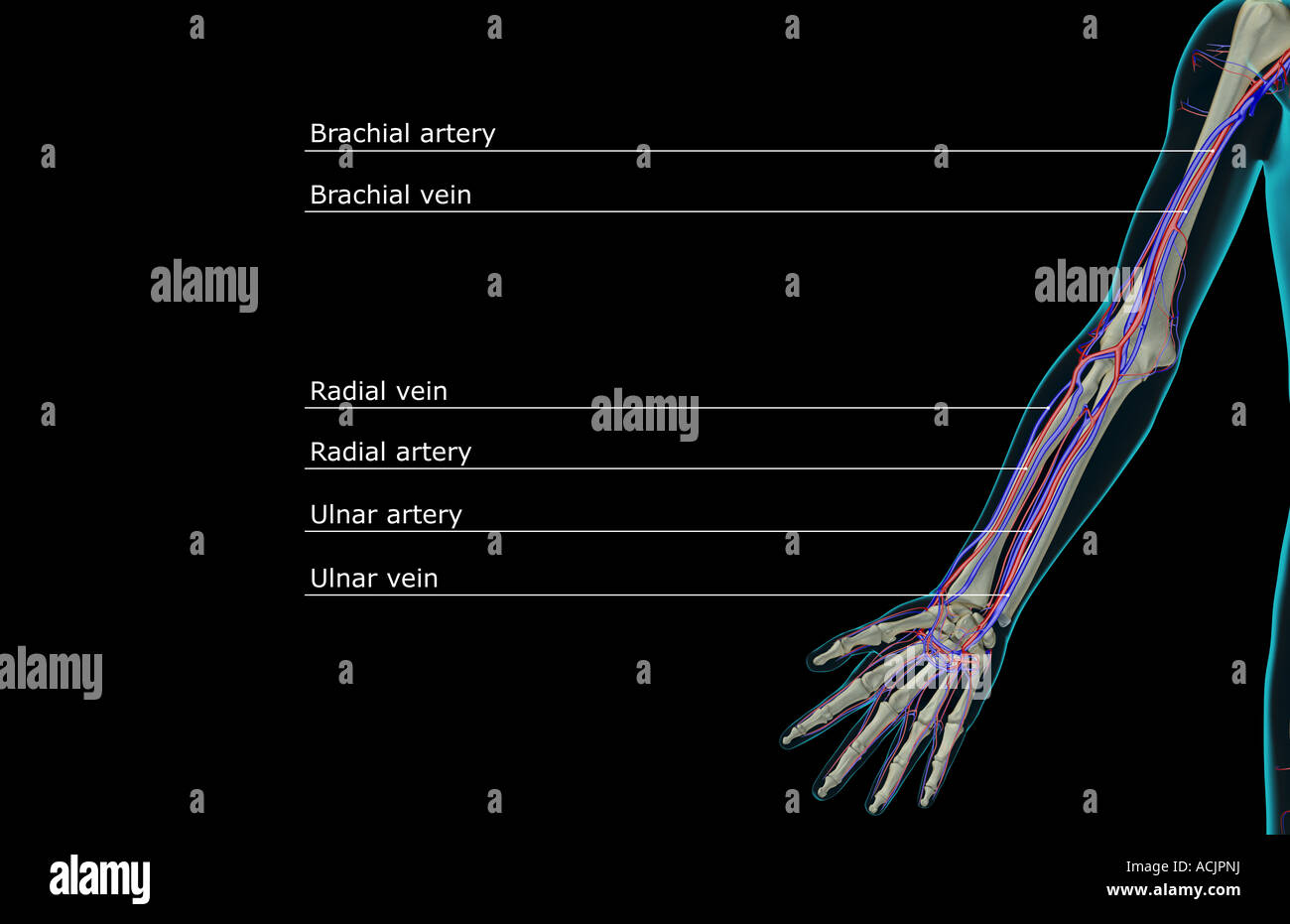 The blood supply of the upper limb Stock Photo