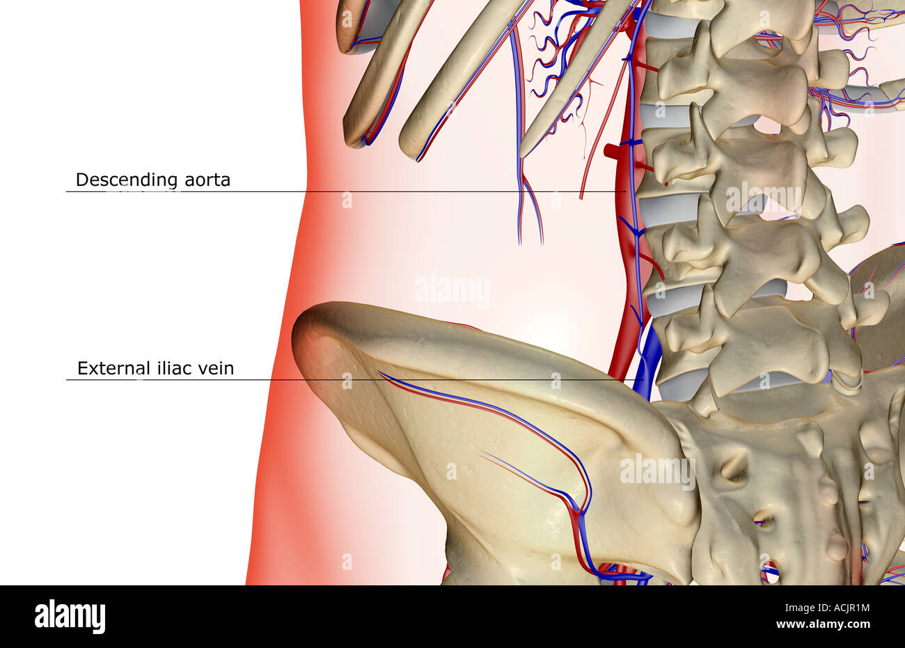 The blood supply of the lower back Stock Photo - Alamy