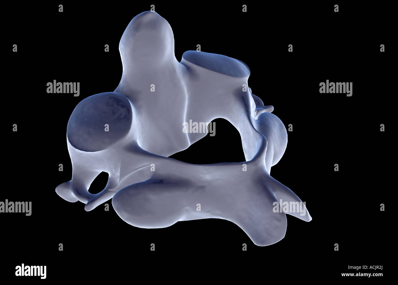 The axis bone Stock Photo - Alamy