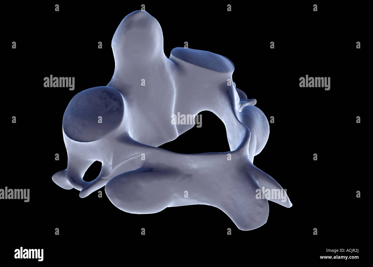 The axis bone Stock Photo Alamy
