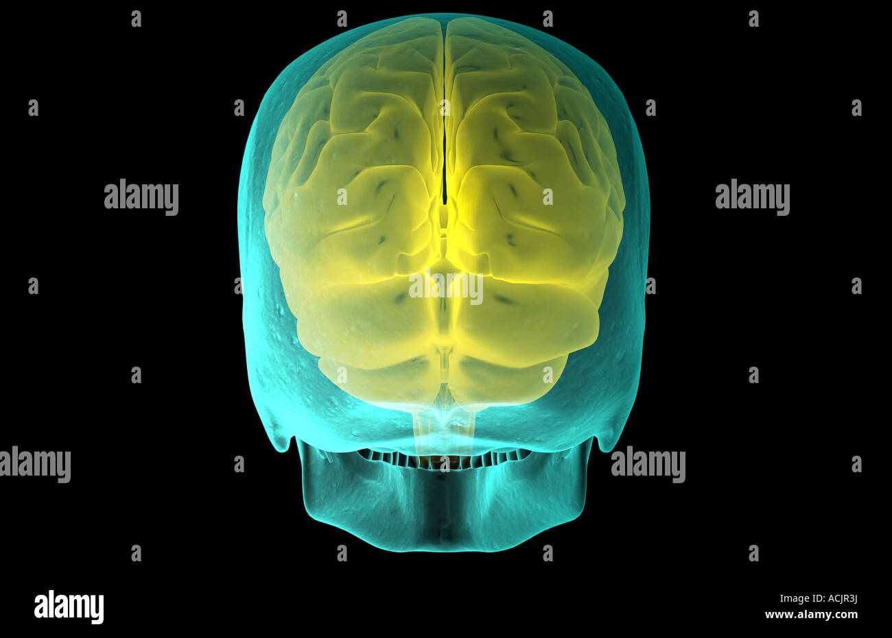 res stock photography and images Biology Diagrams