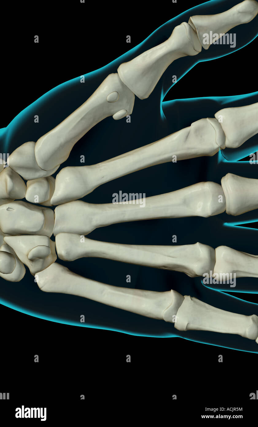 The bones of the hand Stock Photo