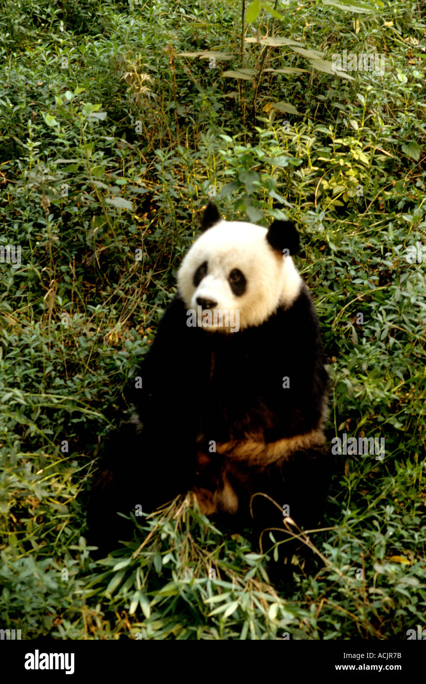 Famous panda at Shanghai zoo in China Stock Photo