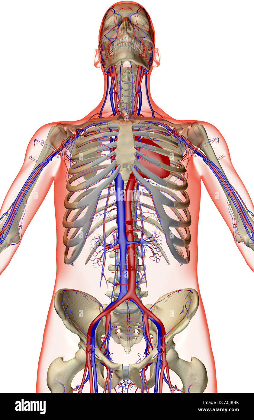 The blood supply of the upper body Stock Photo - Alamy