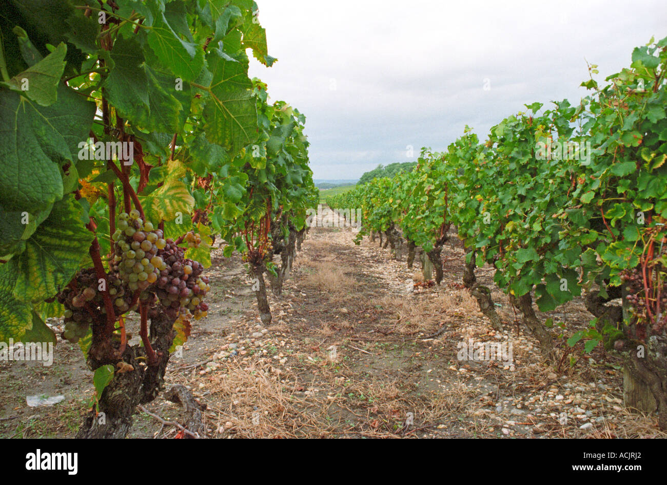 Noble grape vine vitis vinifera hi-res stock photography and images - Alamy