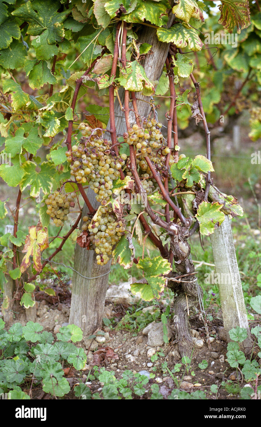Semillon grapes with noble rot on a wine very full with bunches   at harvest time  Chateau d’Yquem, Sauternes, Bordeaux, Aquitaine, Gironde, France, Europe Stock Photo
