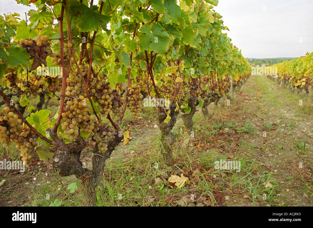 Semillon grapes with noble rot on vines in converging perspective on sandy and gravely soil.  at harvest time  Chateau d’Yquem, Stock Photo