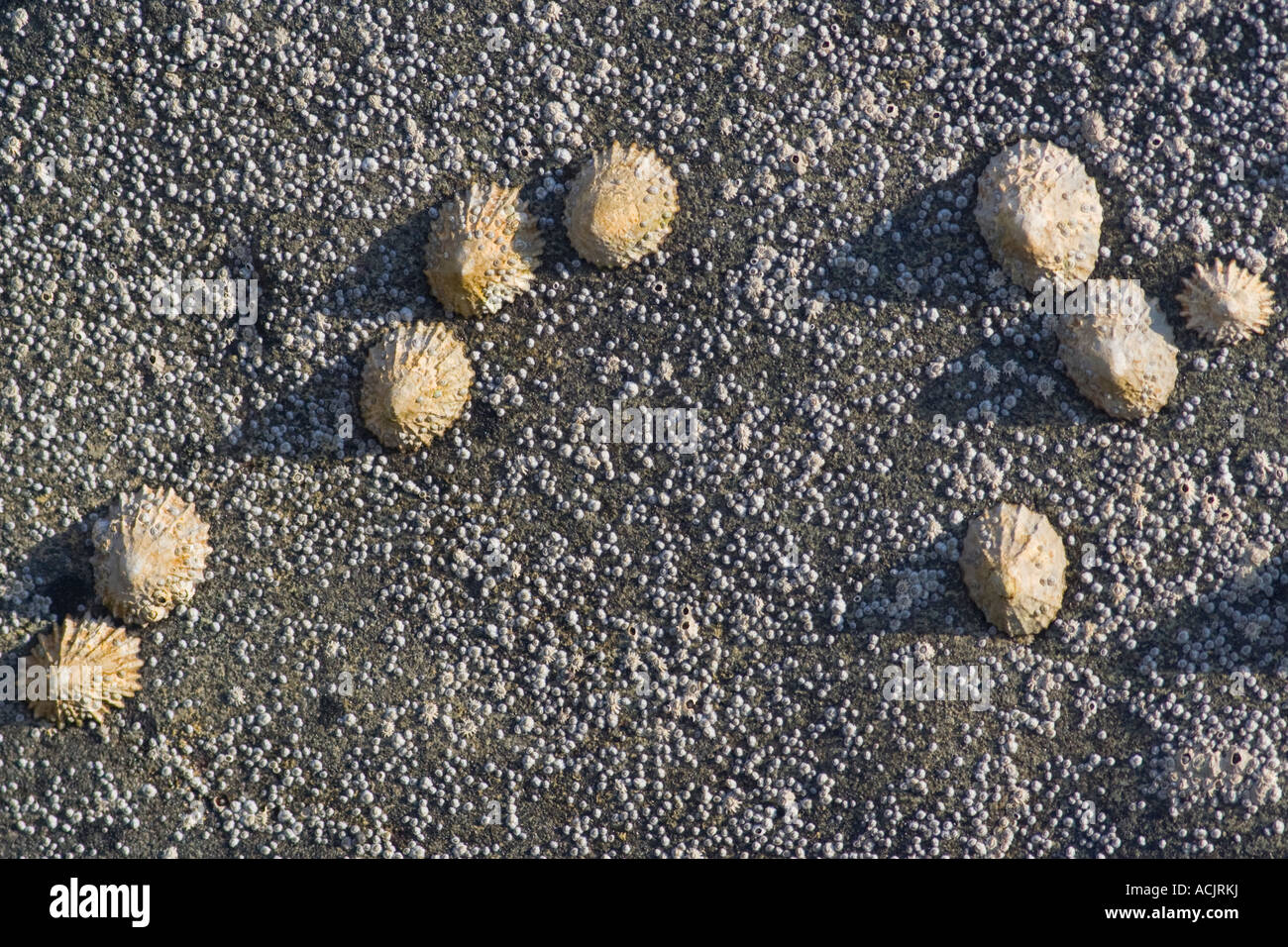 Abstract arrangement of cockles on a barnacle covered rock Stock Photo