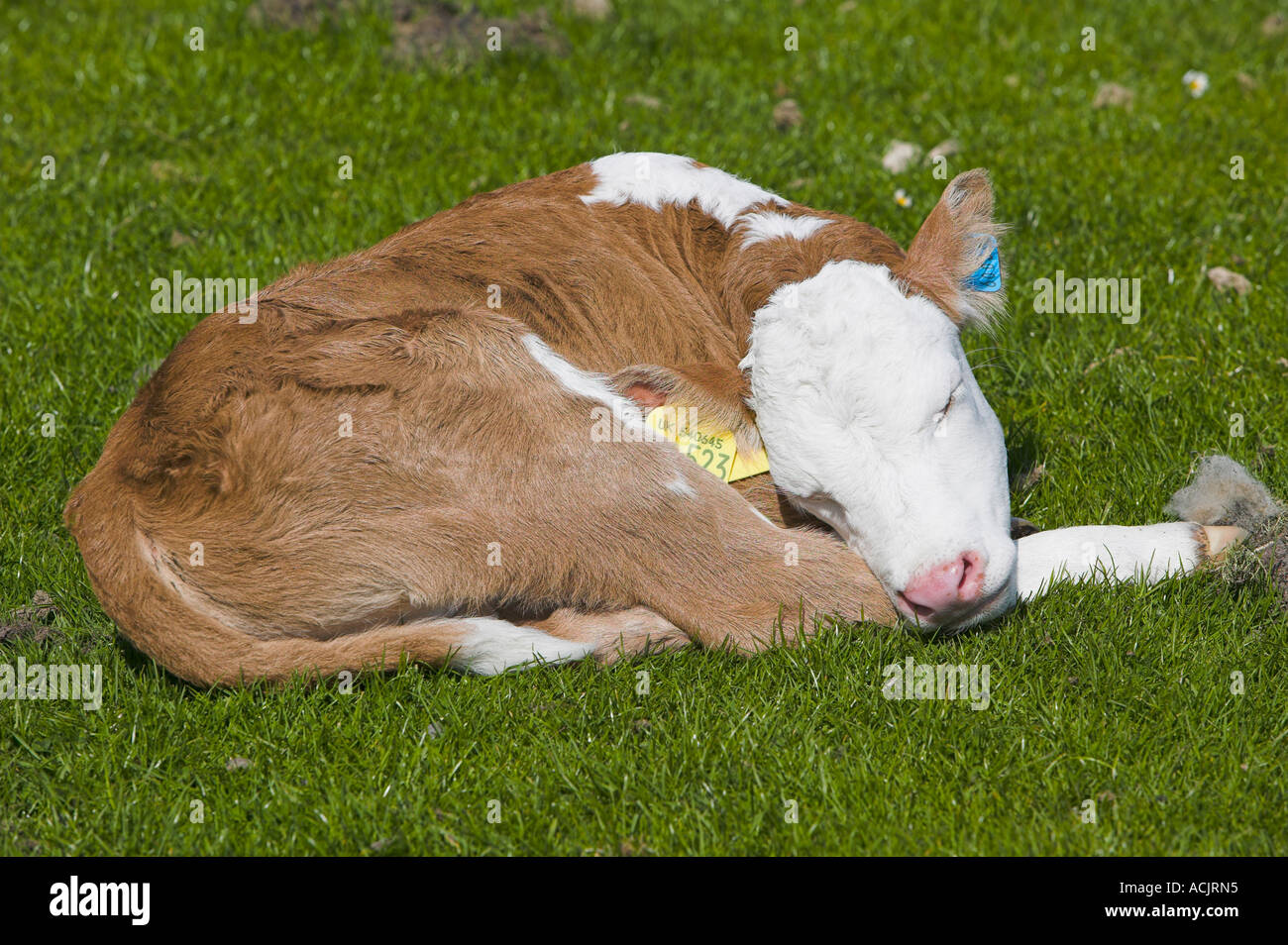 Young beef cattle calf sleeping in the sun Stock Photo Alamy