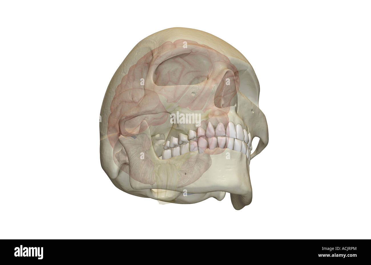 Human brain illustration colour Cut Out Stock Images & Pictures - Alamy