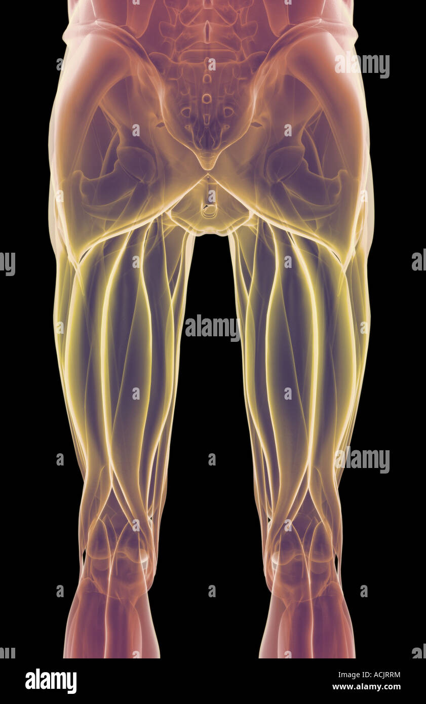 The muscles of the lower limb Stock Photo Biology Diagrams