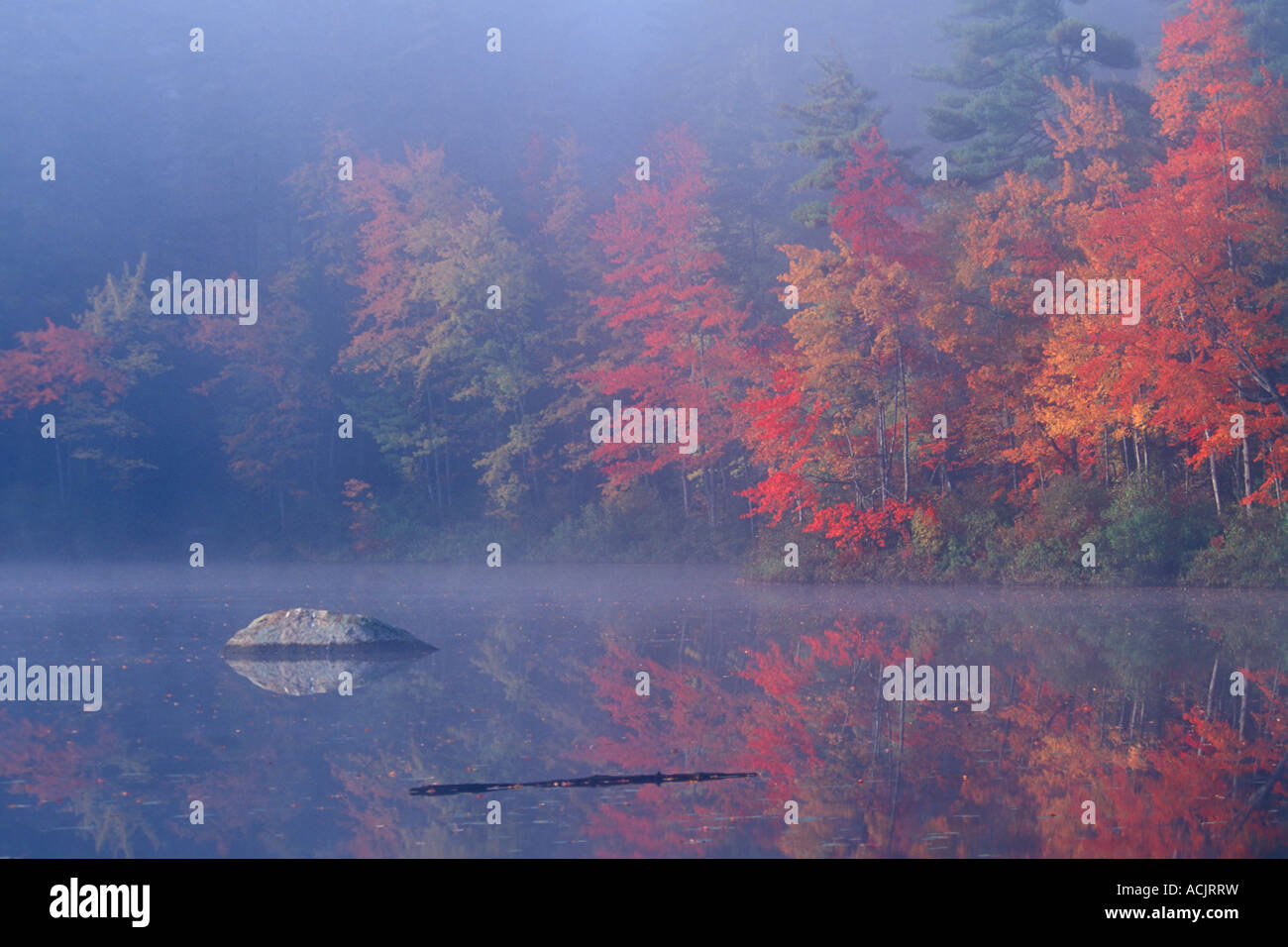 New england maple trees in fall hi-res stock photography and images - Alamy