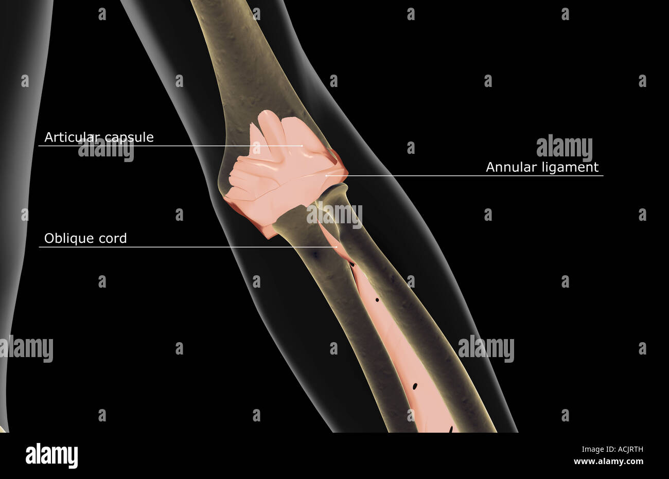 Annular ligament hires stock photography and images Alamy