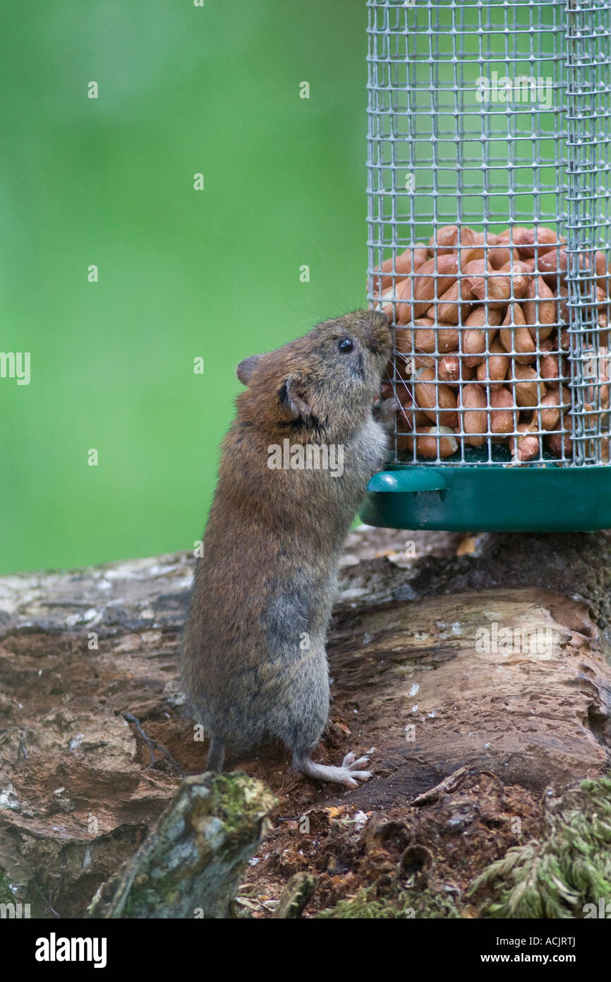 Apodemus sylvaticus feeder hires stock photography and images Alamy