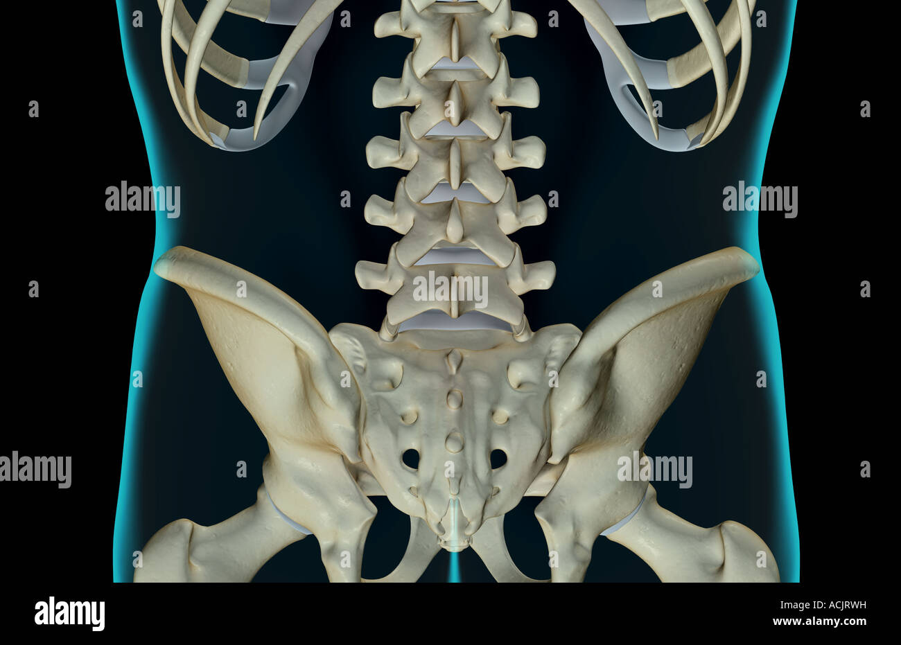 The Bones Of The Lower Back Stock Photo Alamy
