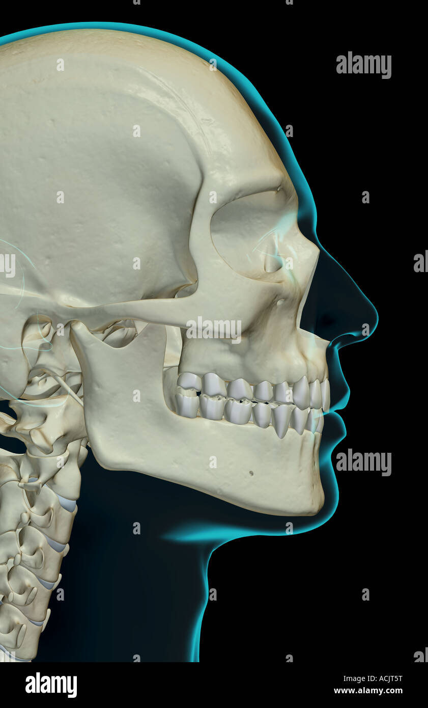 The Bones Of The Head And Face Stock Photo Alamy