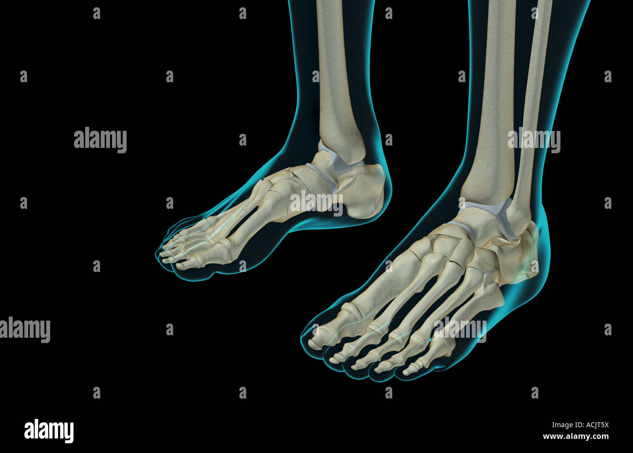The bones of the feet Stock Photo
