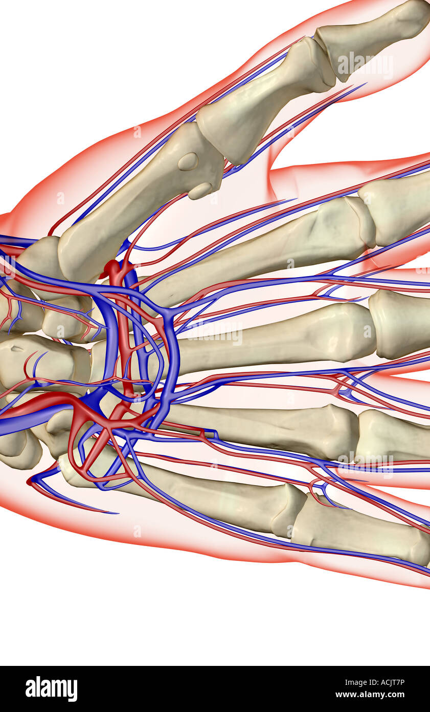 The blood supply of the hand Stock Photo