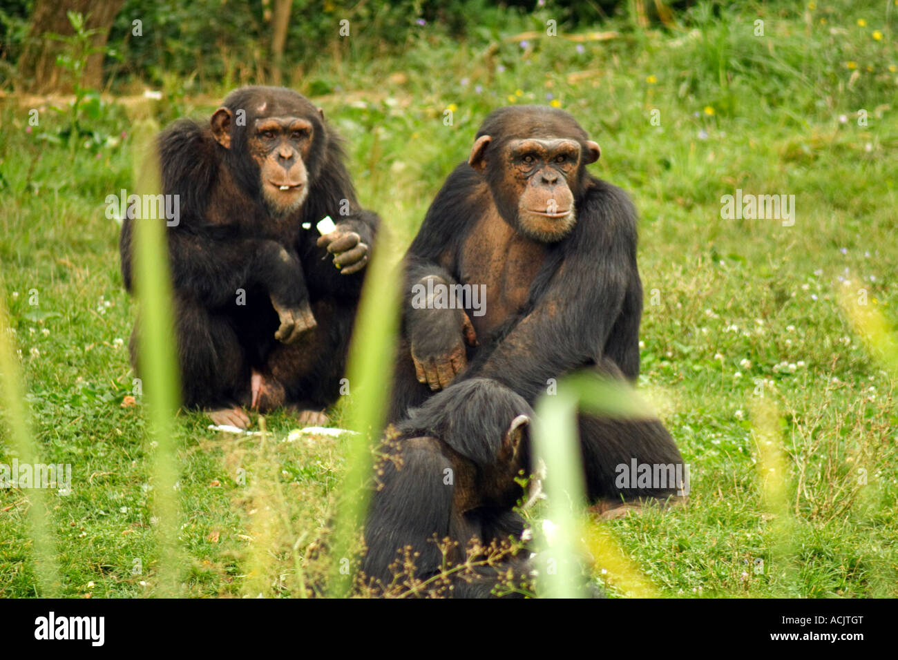 Chimpanzees sitting in the grass Stock Photo