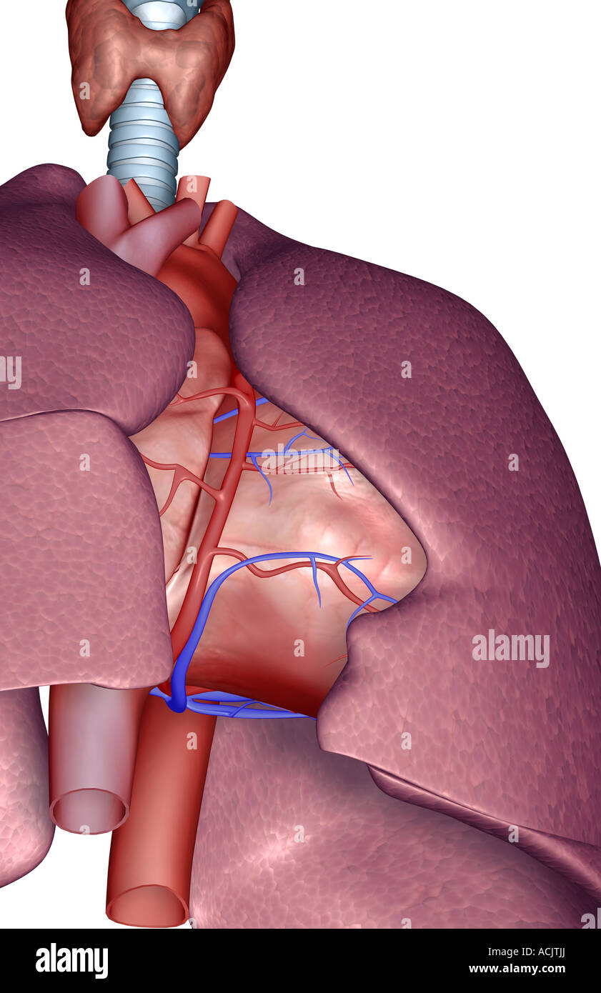 Heart, blood vessels lungs hi-res stock photography and images - Alamy