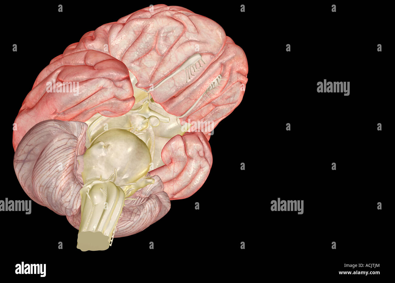 Human brain olfactory nerve hi-res stock photography and images - Alamy